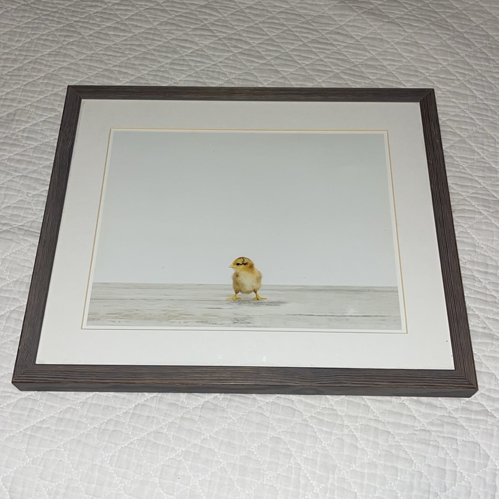 Restoration Hardware BABY ANIMAL PORTRAITS Chick